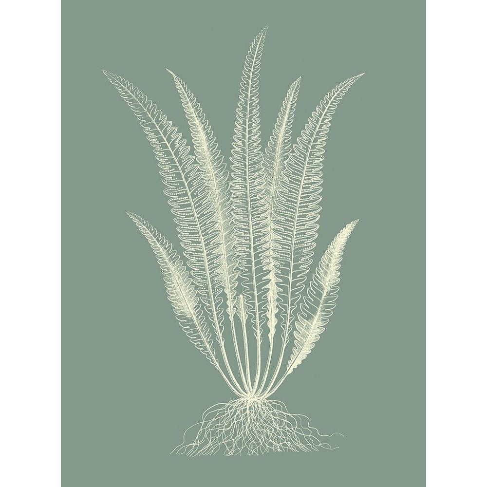 Ferns on Sage IV Poster Print - Studio Vision-VARPDX142672Z Image 1