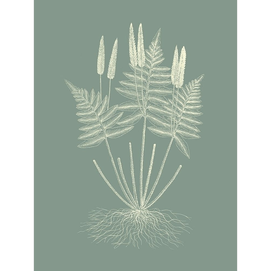 Ferns on Sage VII Poster Print - Studio Vision-VARPDX142675Z Image 1