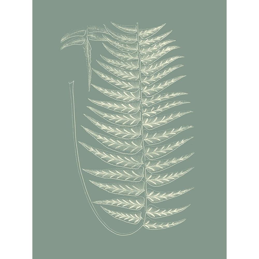 Ferns on Sage VIII Poster Print - Studio Vision-VARPDX142676Z Image 1