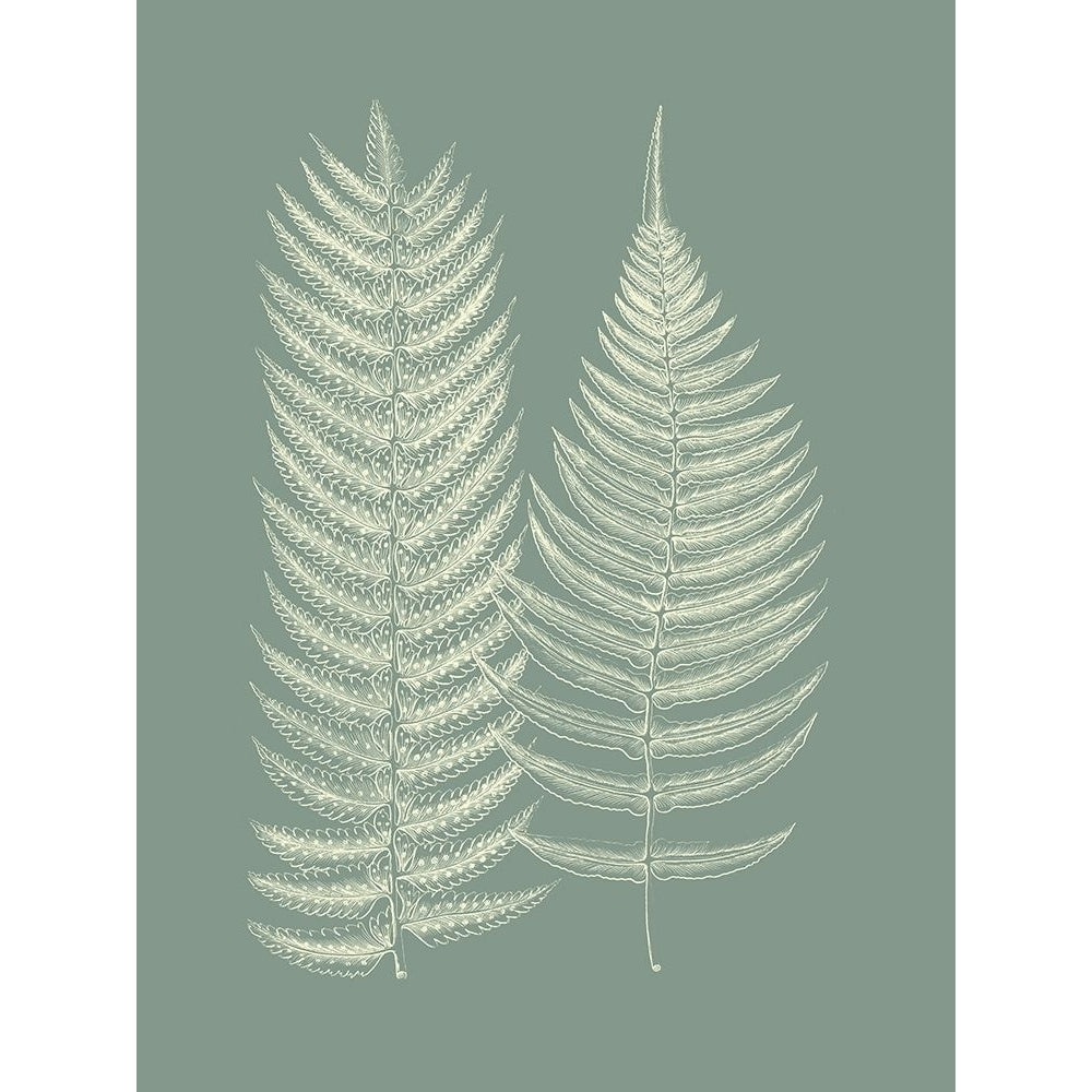 Ferns on Sage IX Poster Print - Studio Vision-VARPDX142677Z Image 1