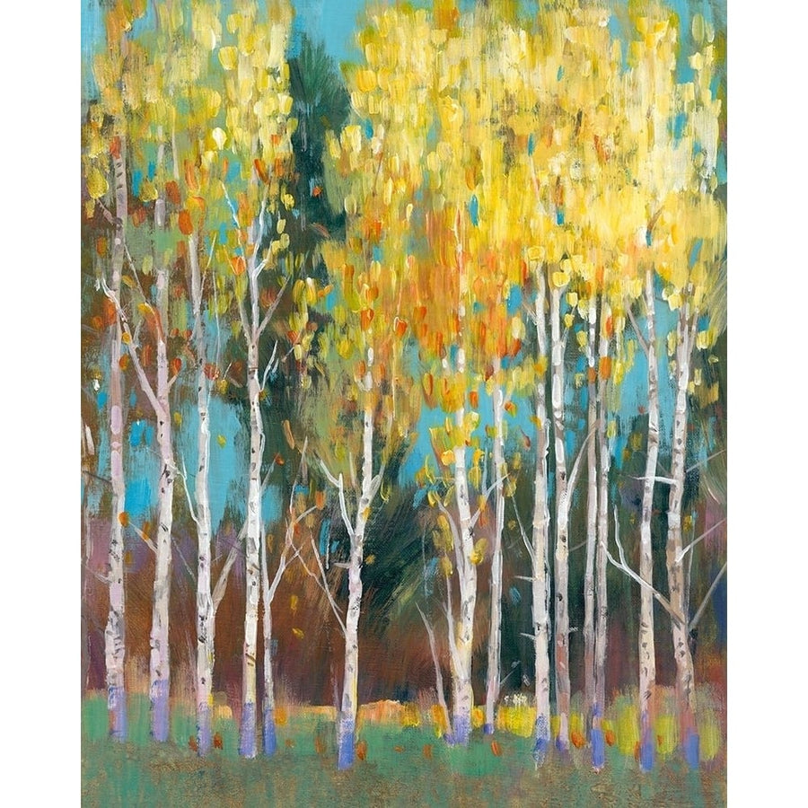 Aspen Grove II Poster Print - Tim OToole-VARPDX142890GG Image 1