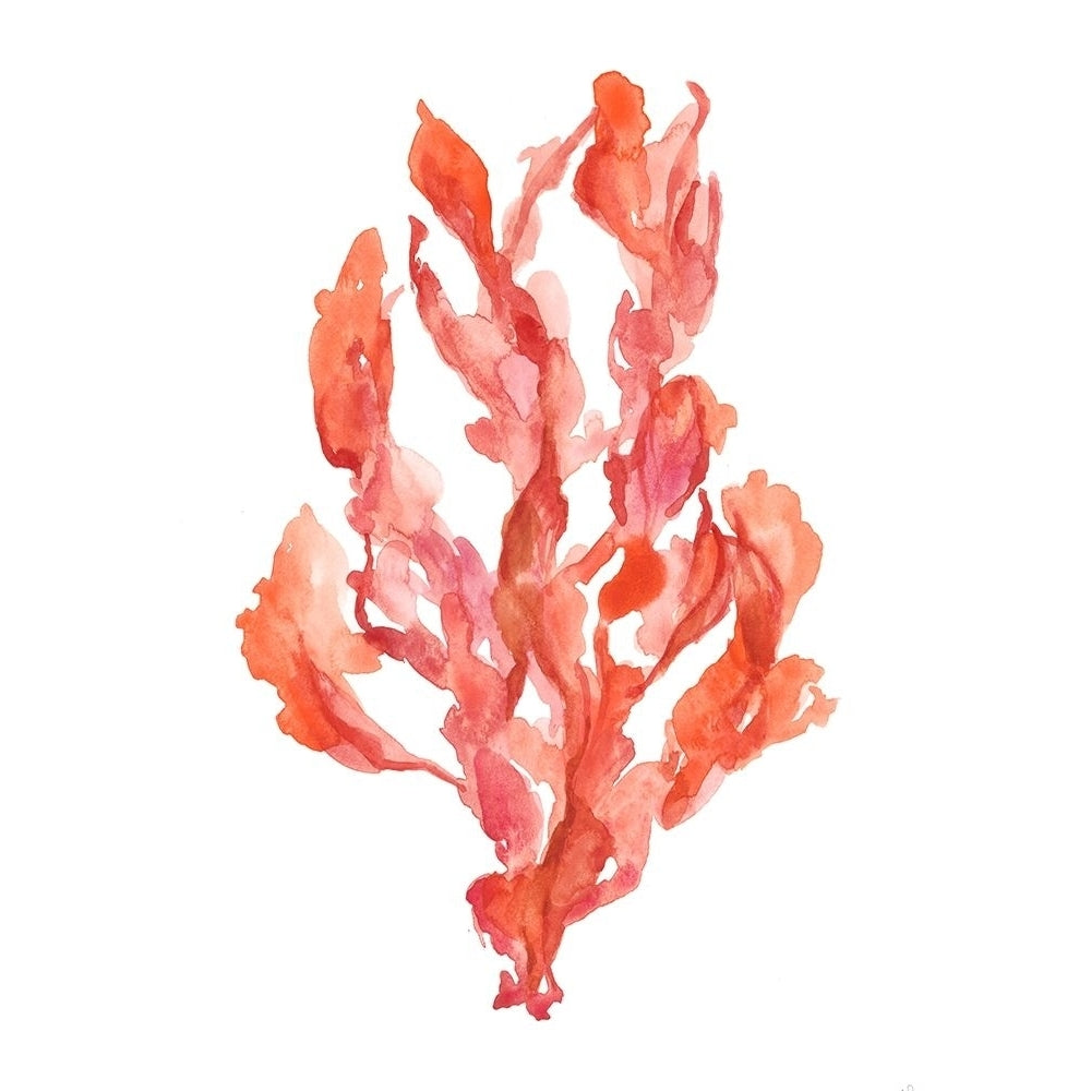 Coral Kelp II Poster Print - Jennifer Goldberger-VARPDX143031FN Image 1