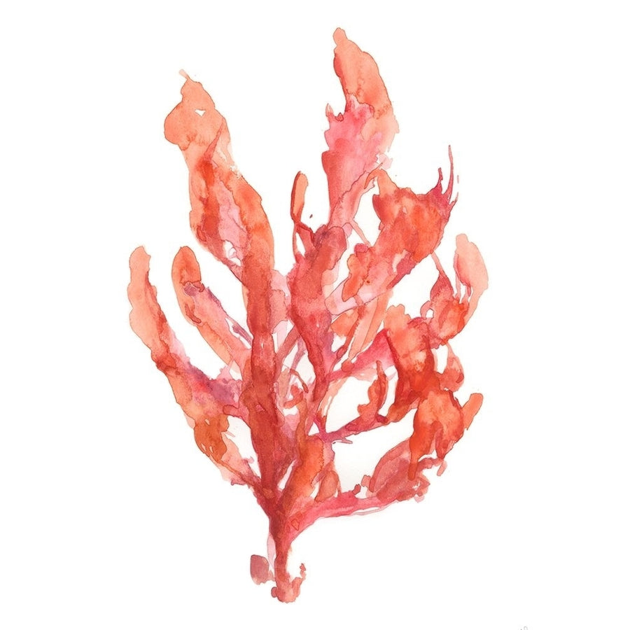 Coral Kelp I Poster Print - Jennifer Goldberger-VARPDX143030FN Image 1