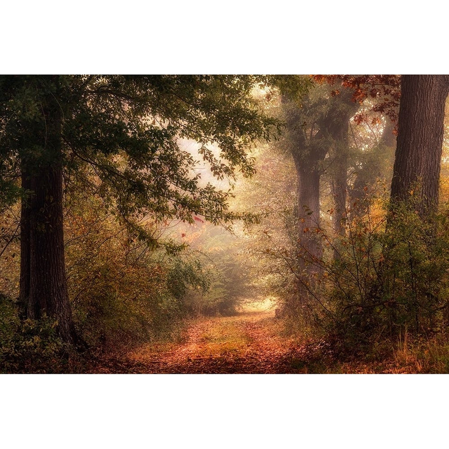 Autumns Walk II Poster Print - Danny Head-VARPDX143101Z Image 1