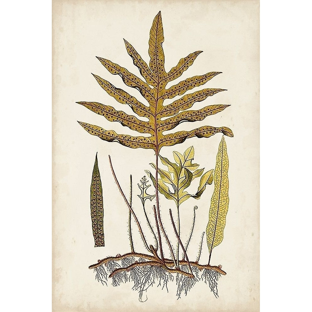 Fern Botanical I Poster Print - Studio Vision-VARPDX143374Z Image 1