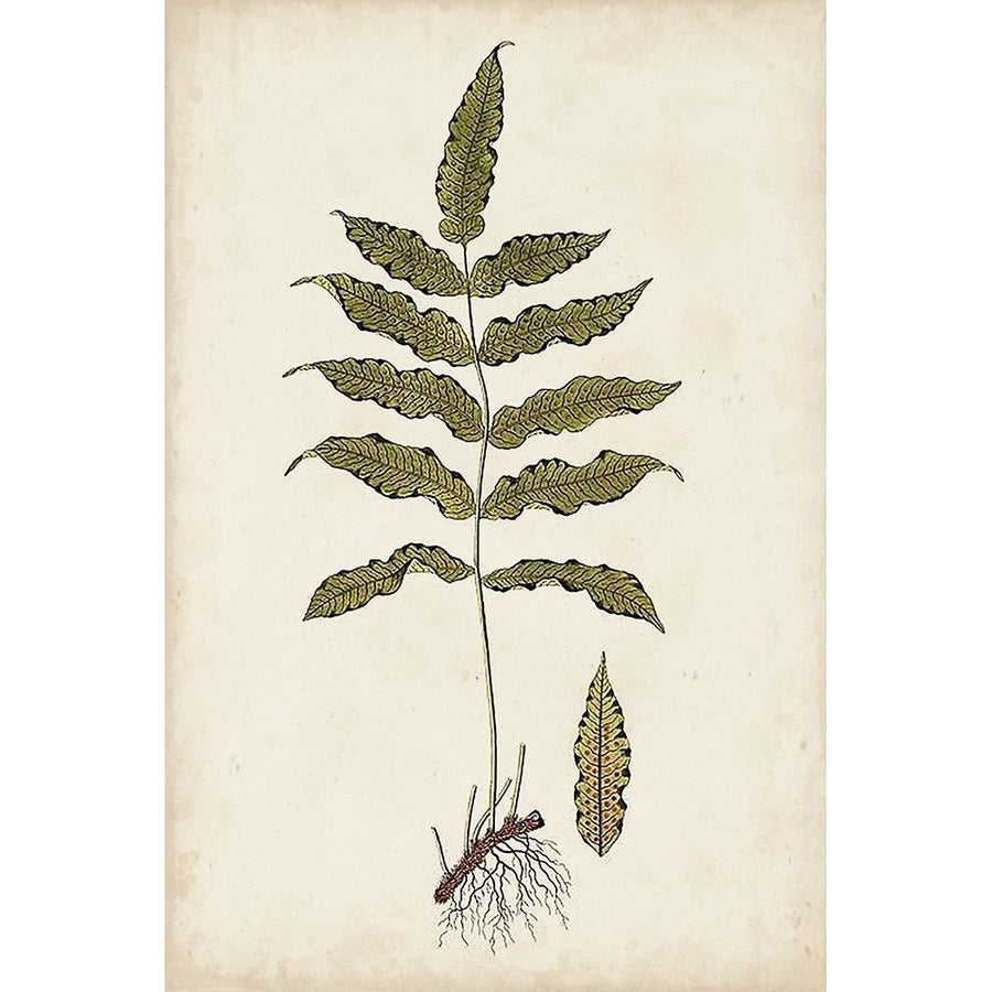 Fern Botanical III Poster Print - Studio Vision-VARPDX143376Z Image 1