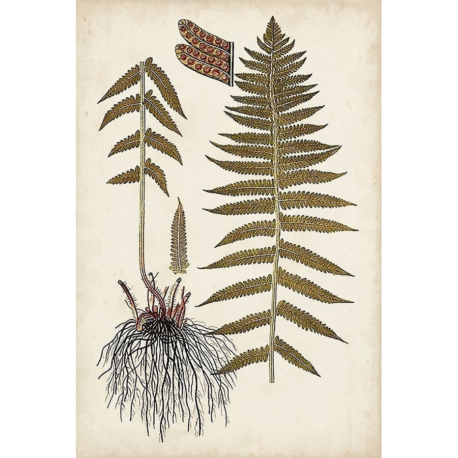 Fern Botanical V Poster Print - Studio Vision-VARPDX143378Z Image 1