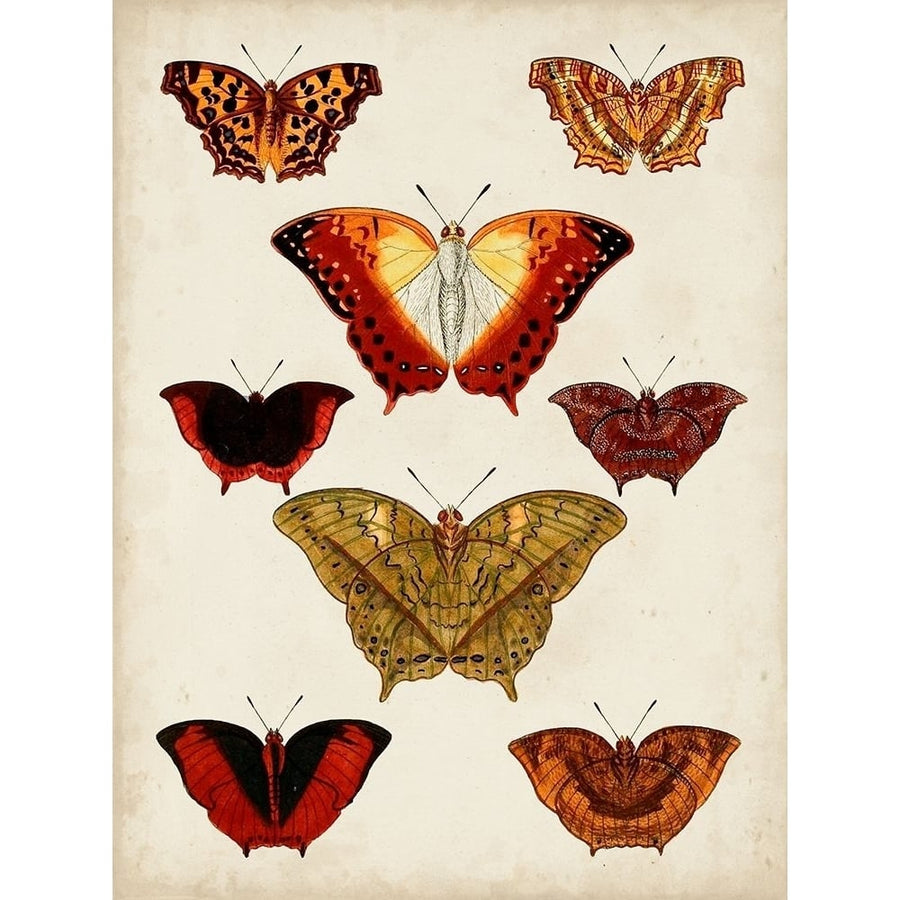 Butterflies Displayed I Poster Print - Studio Vision-VARPDX143388Z Image 1