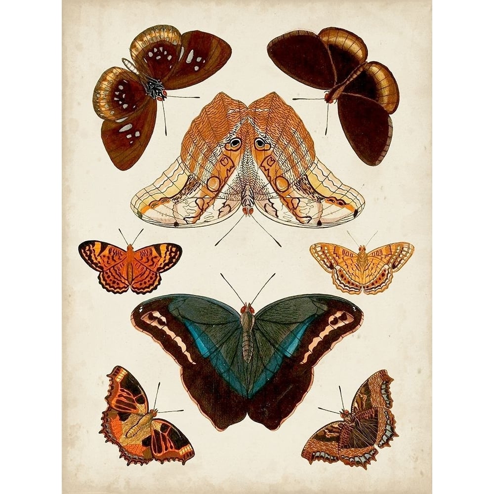 Butterflies Displayed II Poster Print - Studio Vision-VARPDX143389Z Image 1