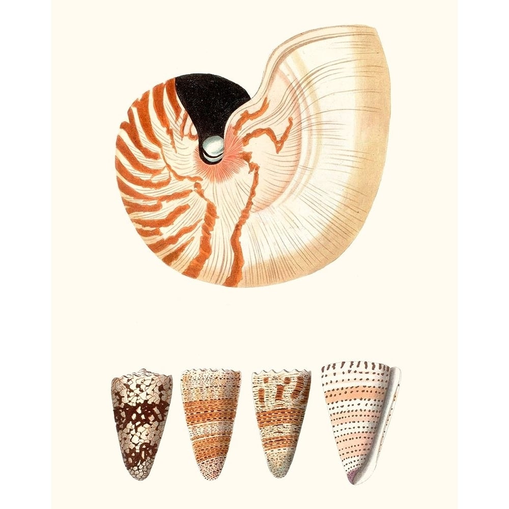 Shell Collection I Poster Print - Studio Vision-VARPDX143380Z Image 1