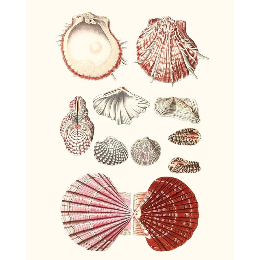 Shell Collection VI Poster Print - Studio Vision-VARPDX143385Z Image 1