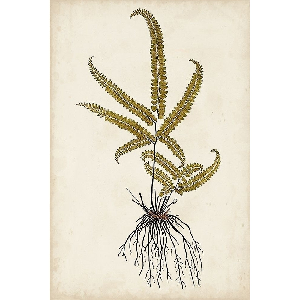 Fern Botanical VI Poster Print - Studio Vision-VARPDX143379Z Image 1