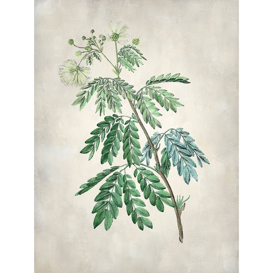 Acacia Tree II Poster Print - Studio Vision-VARPDX143387Z Image 1