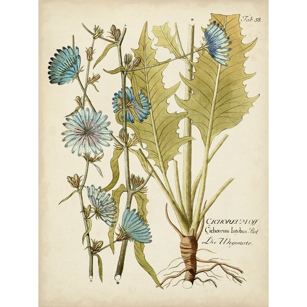 Eloquent Botanical I Poster Print - Studio Vision-VARPDX143405Z Image 1