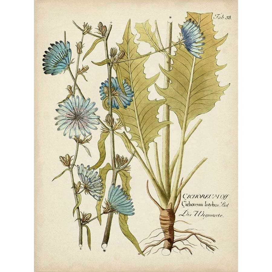 Eloquent Botanical I Poster Print - Studio Vision-VARPDX143405Z Image 1