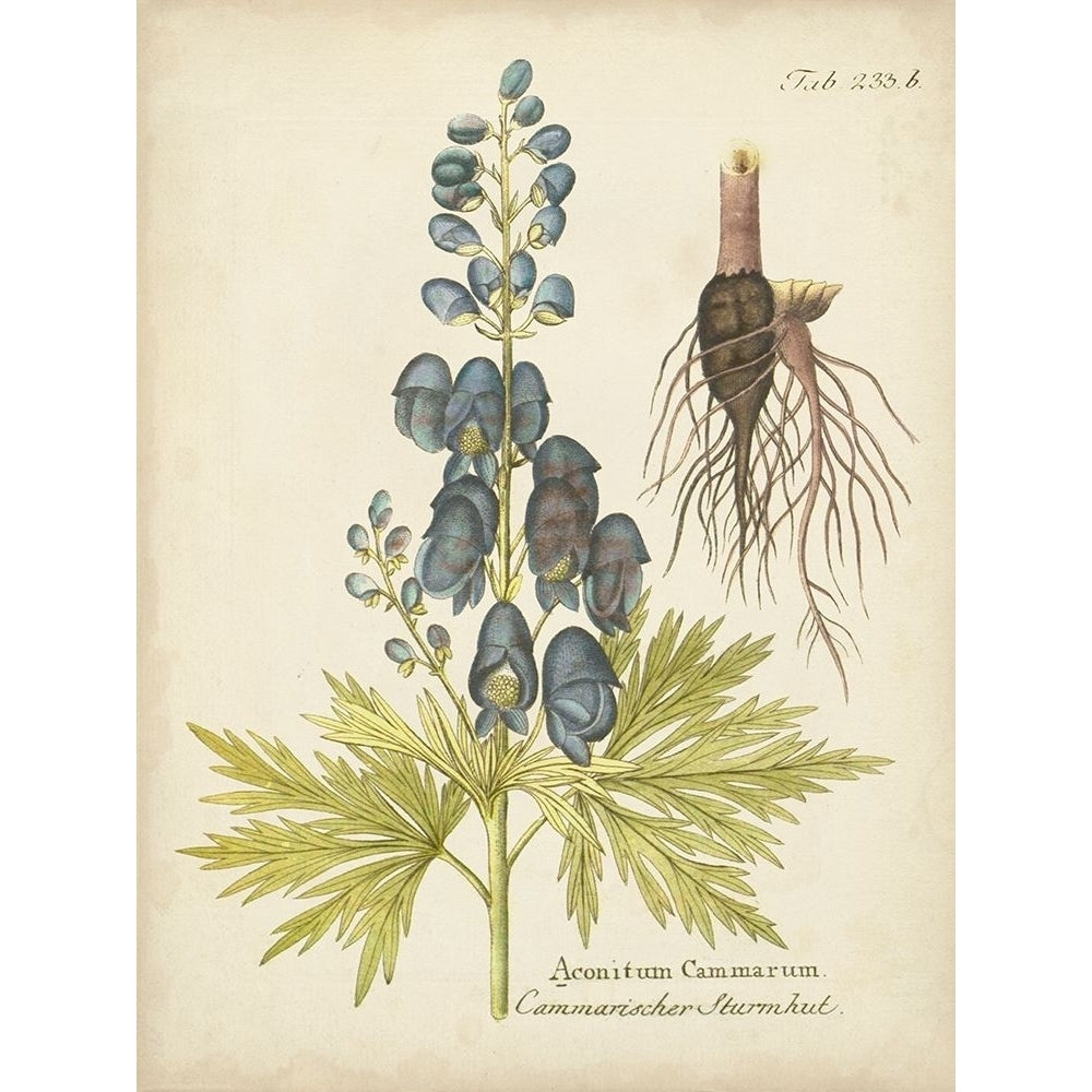 Eloquent Botanical II Poster Print - Studio Vision-VARPDX143406Z Image 1