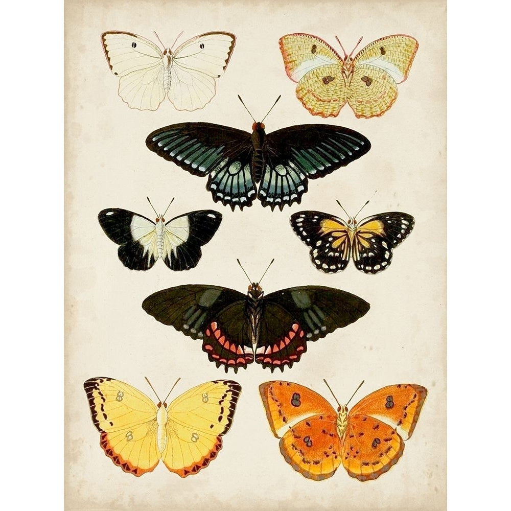 Butterflies Displayed III Poster Print - Studio Vision-VARPDX143390Z Image 1