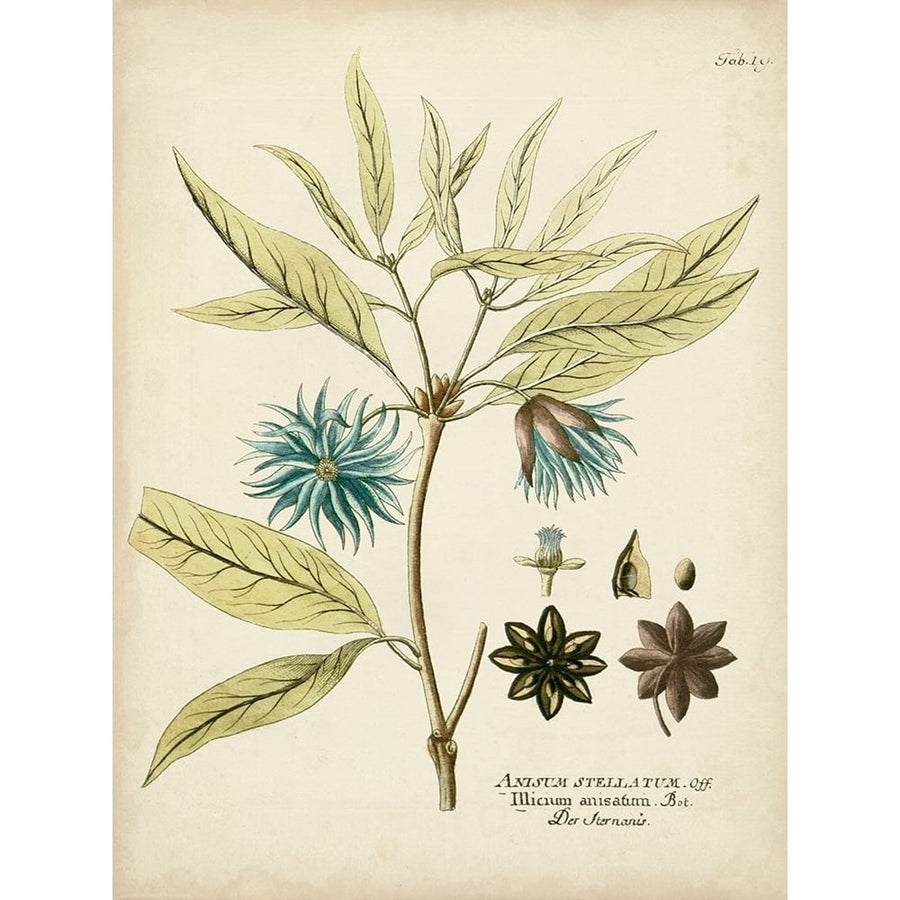 Eloquent Botanical III Poster Print - Studio Vision-VARPDX143407Z Image 1