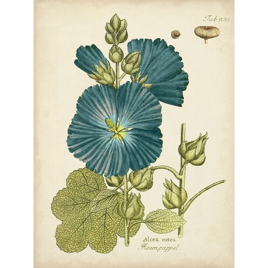 Eloquent Botanical IV Poster Print - Studio Vision-VARPDX143408Z Image 1