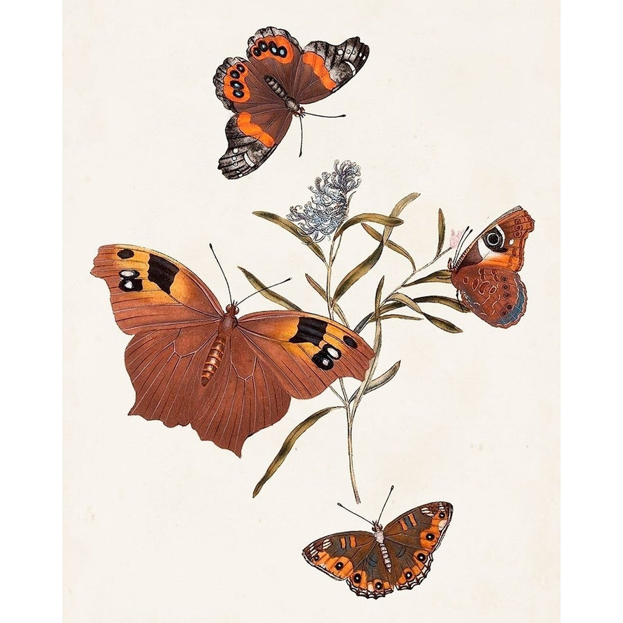 Butterflies and Moths VI Poster Print - Unknown-VARPDX143435Z Image 1