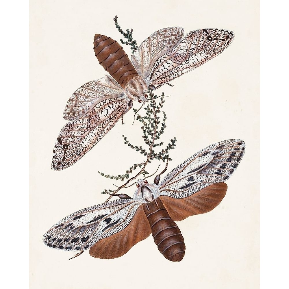 Butterflies and Moths V Poster Print - Unknown-VARPDX143434Z Image 1