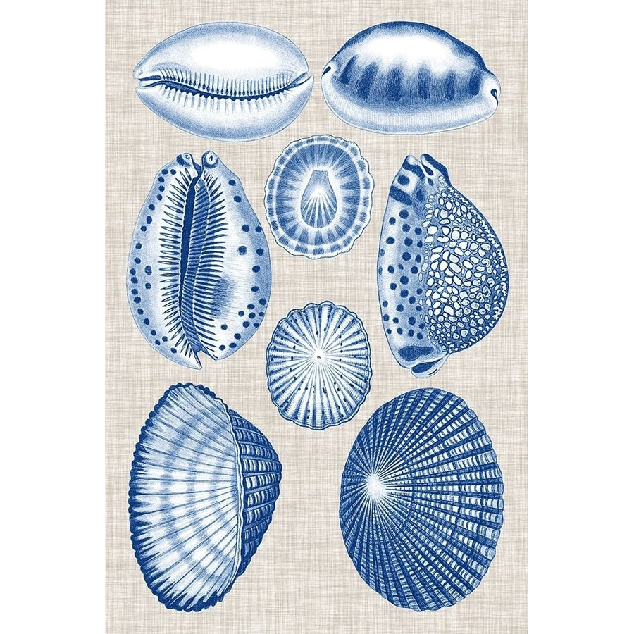 Navy and Linen Shells I Poster Print - Studio Vision-VARPDX143460Z Image 1