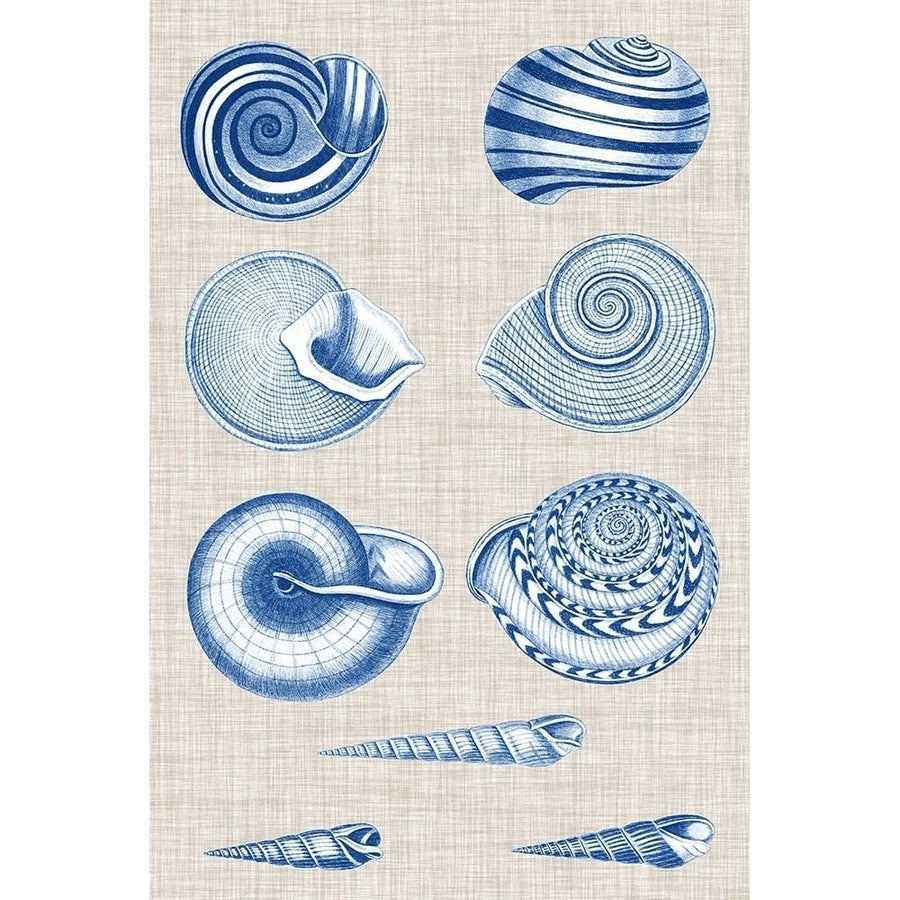 Navy and Linen Shells V Poster Print - Studio Vision-VARPDX143464Z Image 1