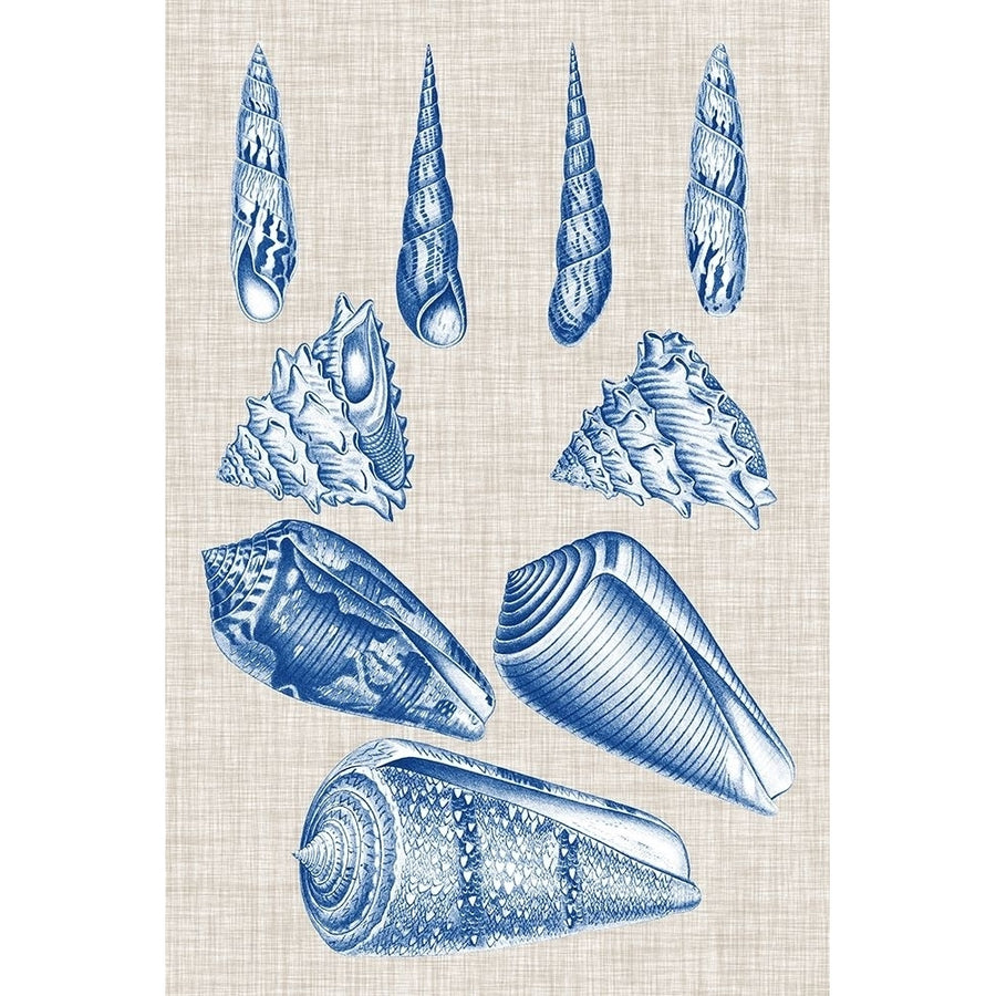 Navy and Linen Shells VI Poster Print - Studio Vision-VARPDX143465Z Image 1