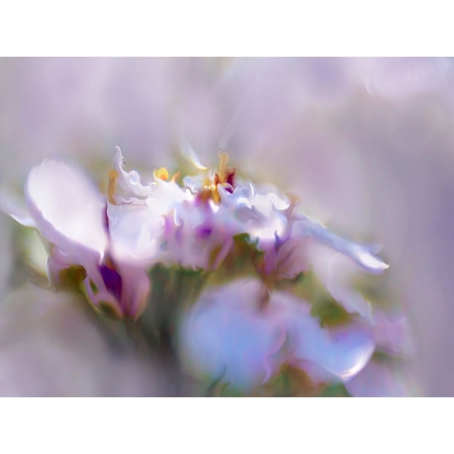 Mist of Lilac III Poster Print - Gillian Hunt-VARPDX143536D Image 1