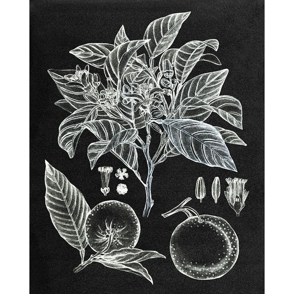 Citrus Botanical Study II Poster Print - Melissa Wang-VARPDX143693Z Image 1