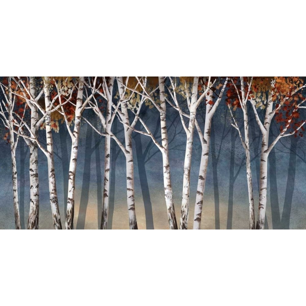 Birch Shadows Poster Print by Conrad Knutsen-VARPDX14386 Image 1