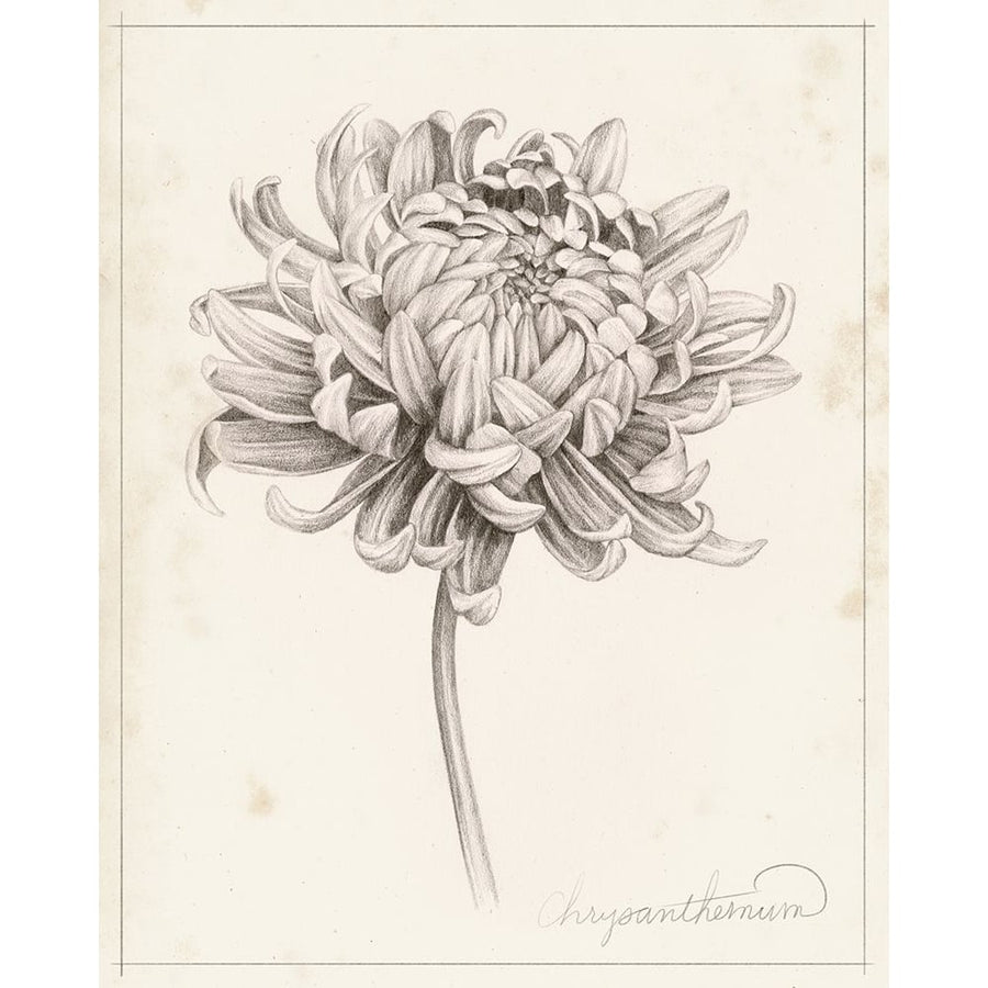 Graphite Chrysanthemum Study I Poster Print - Grace Popp-VARPDX144013Z Image 1