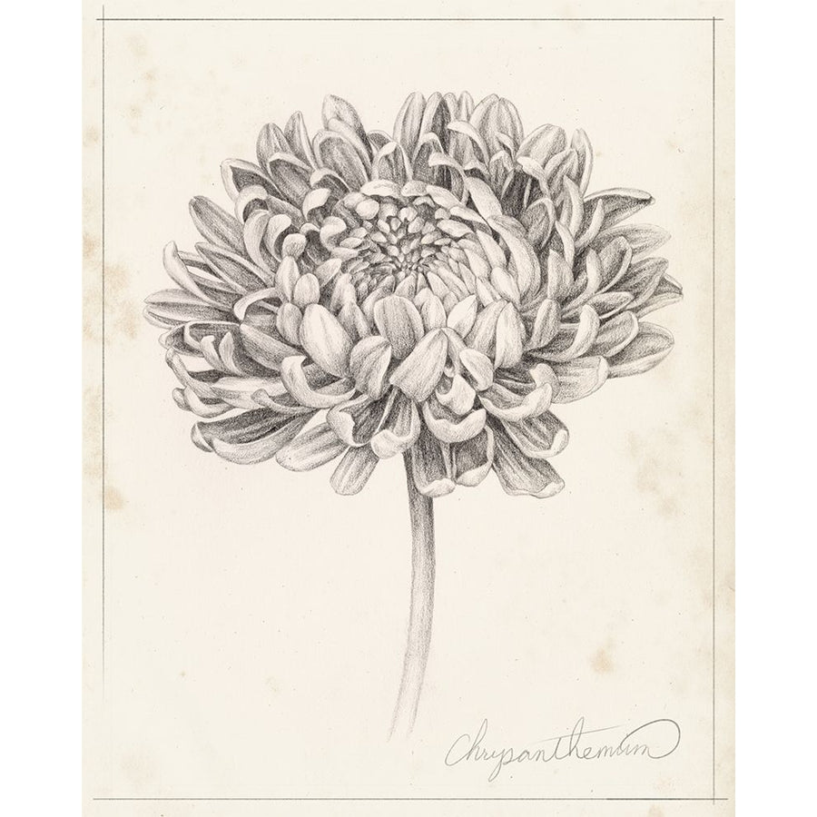 Graphite Chrysanthemum Study II Poster Print - Grace Popp-VARPDX144014Z Image 1