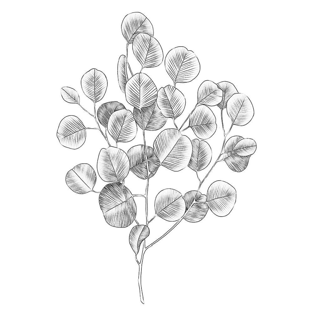 Eucalyptus Sketch II Poster Print - Emma Scarvey-VARPDX144381D Image 1