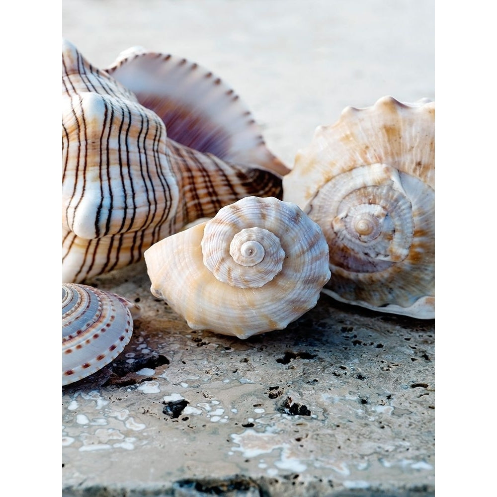 Gifts of the Shore I Poster Print - Elena Ray-VARPDX144386Z Image 1