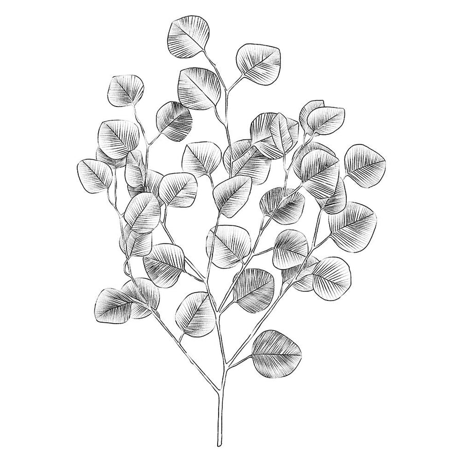 Eucalyptus Sketch I Poster Print - Emma Scarvey-VARPDX144380D Image 1