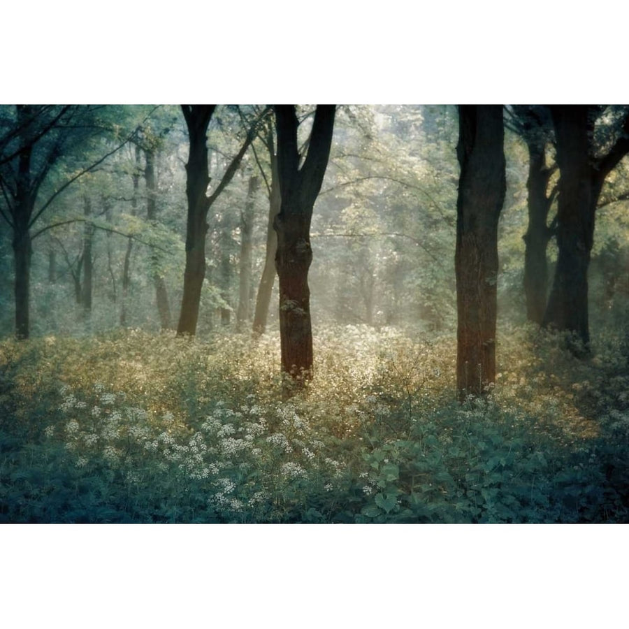 Foret De Poster Print by Lars Van de Goor-VARPDX14446 Image 1