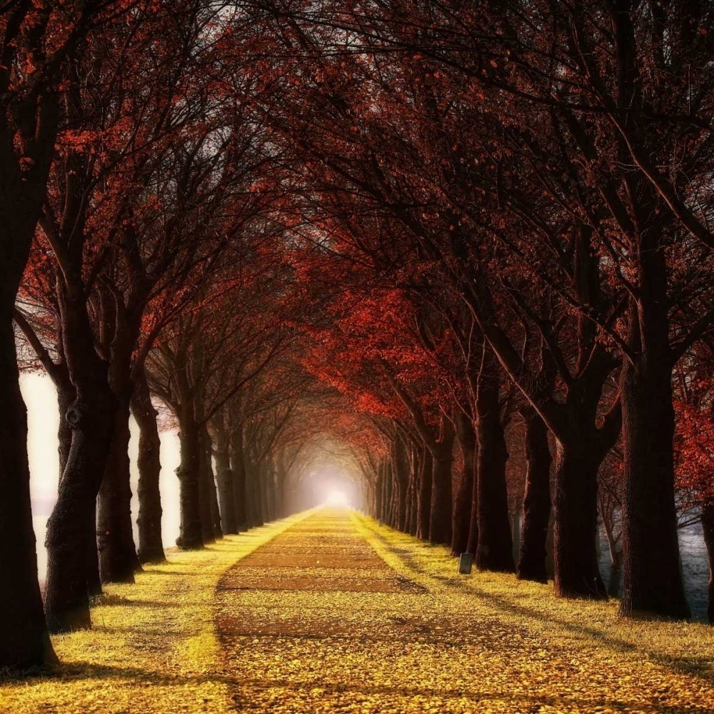 Wonder Curve Poster Print by Lars Van de Goor-VARPDX14448 Image 2