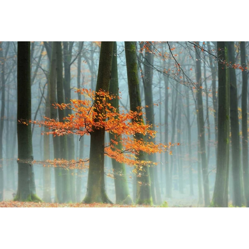 Last Leaves Poster Print by Lars Van de Goor-VARPDX14455 Image 1