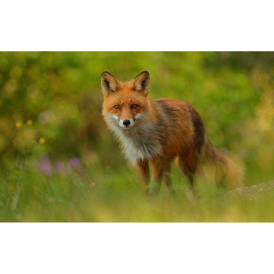 Red Fox Lady Poster Print - Assaf Gavra-VARPDX1445865 Image 1