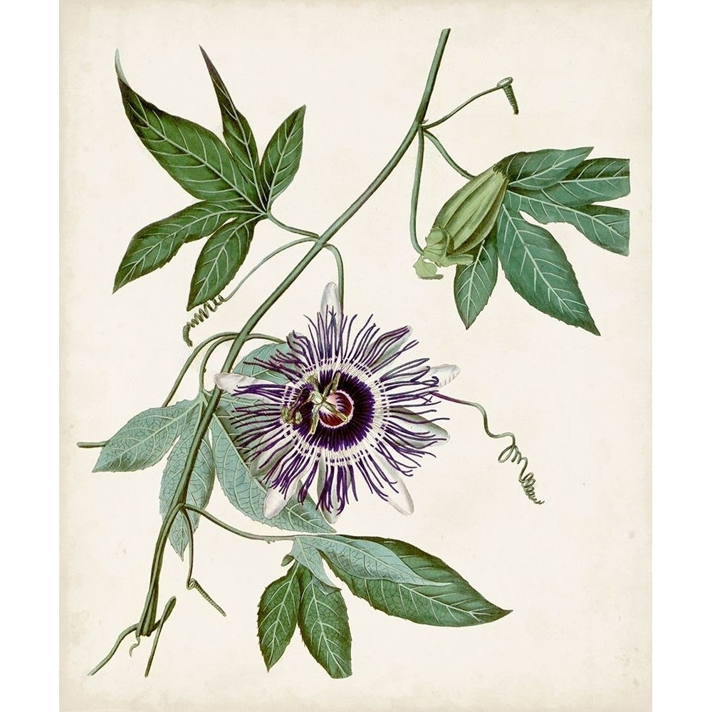 Vintage Passionflower II Poster Print - Studio Vision-VARPDX144595Z Image 1