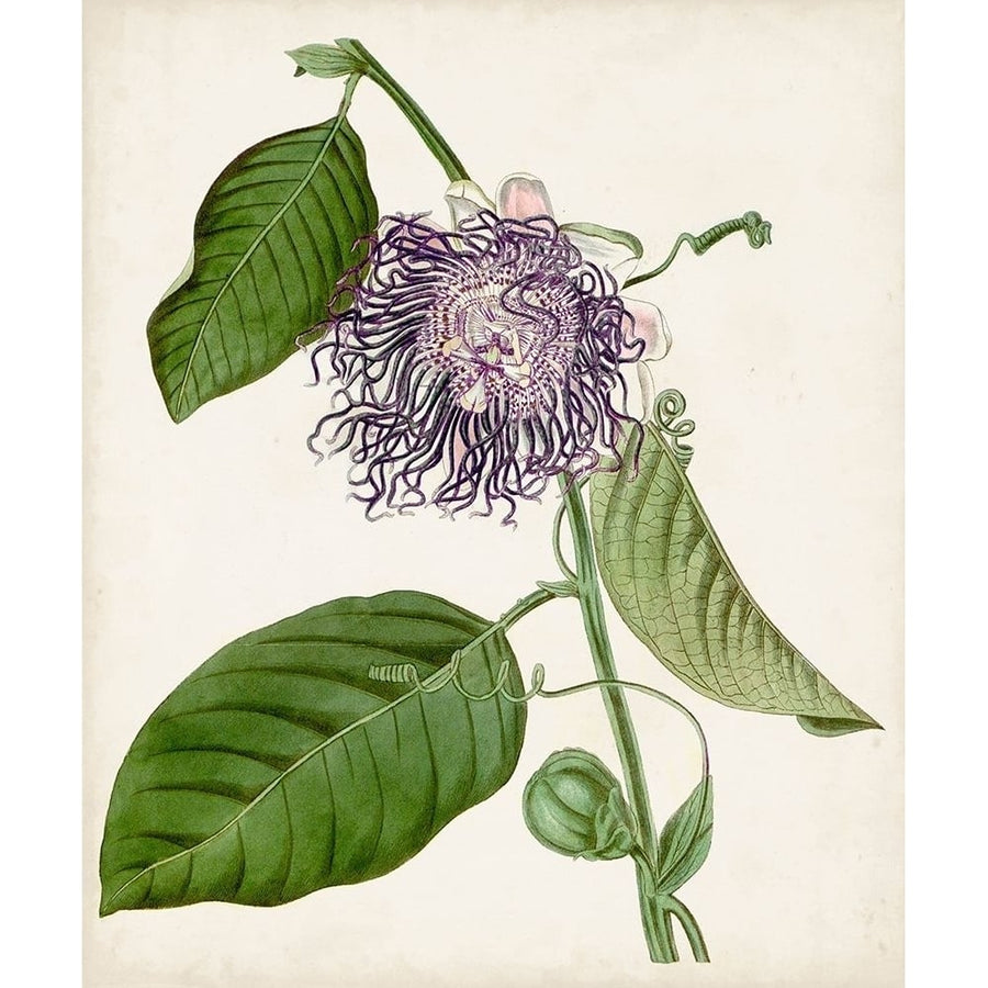 Vintage Passionflower I Poster Print - Studio Vision-VARPDX144594Z Image 1