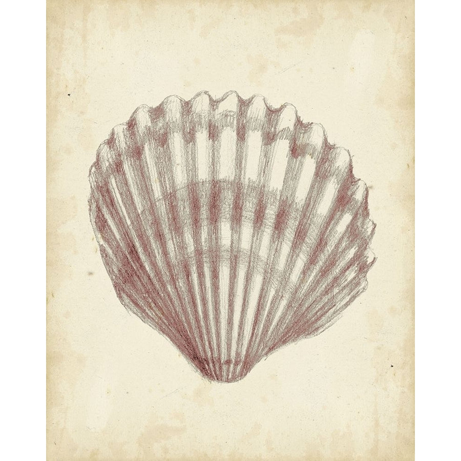 Custom Antique Shell Study III-VARPDX145021Z Image 1