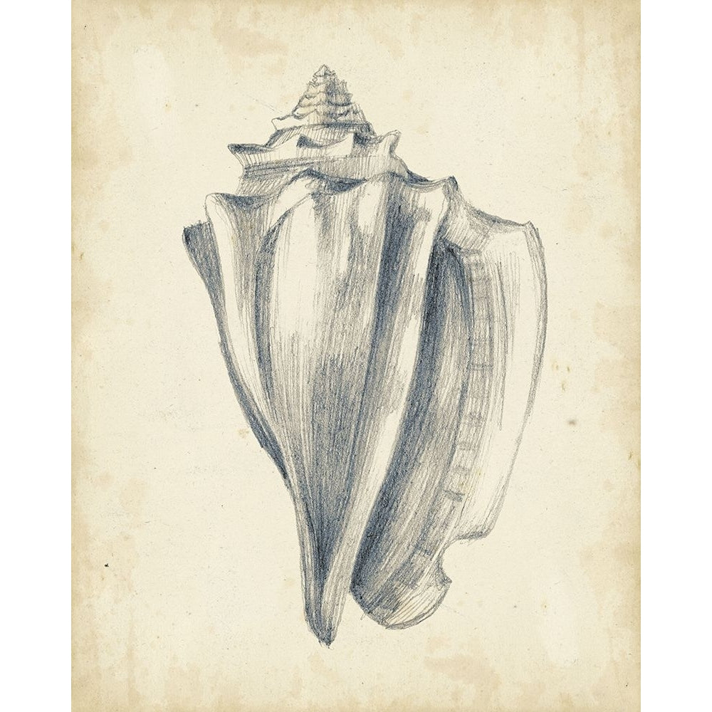 Custom Antique Shell Study IV-VARPDX145022Z Image 1