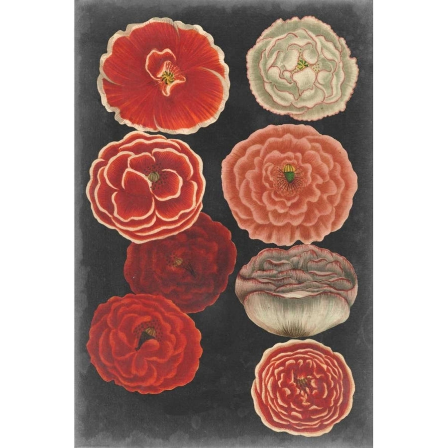 Midnight Poppies Poster Print - Studio Vision-VARPDX145043Z Image 1