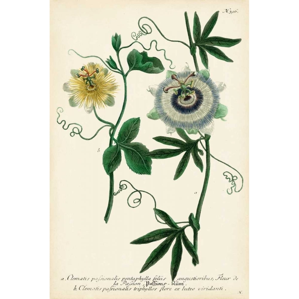 Antique Passion Flower II Poster Print - Weinmann-VARPDX145052Z Image 1