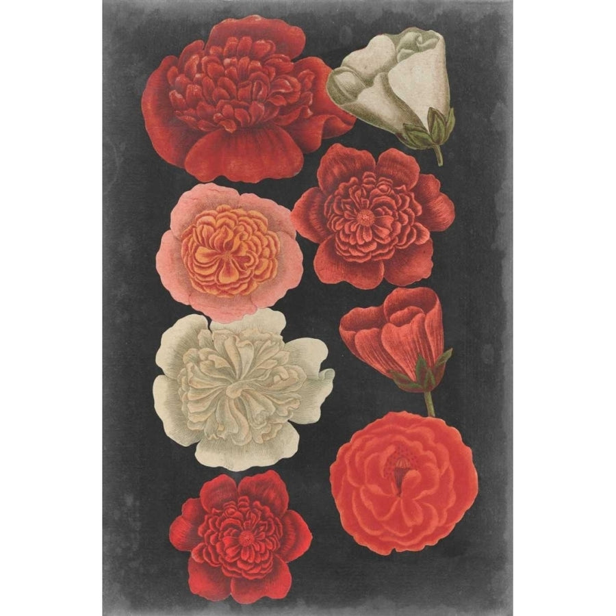 Midnight Roses Poster Print - Studio Vision-VARPDX145044Z Image 1