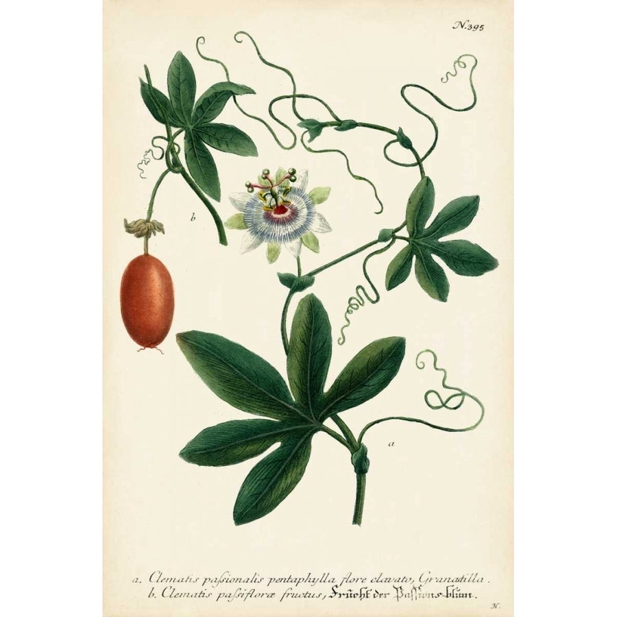 Antique Passion Flower III Poster Print - Weinmann-VARPDX145053Z Image 1