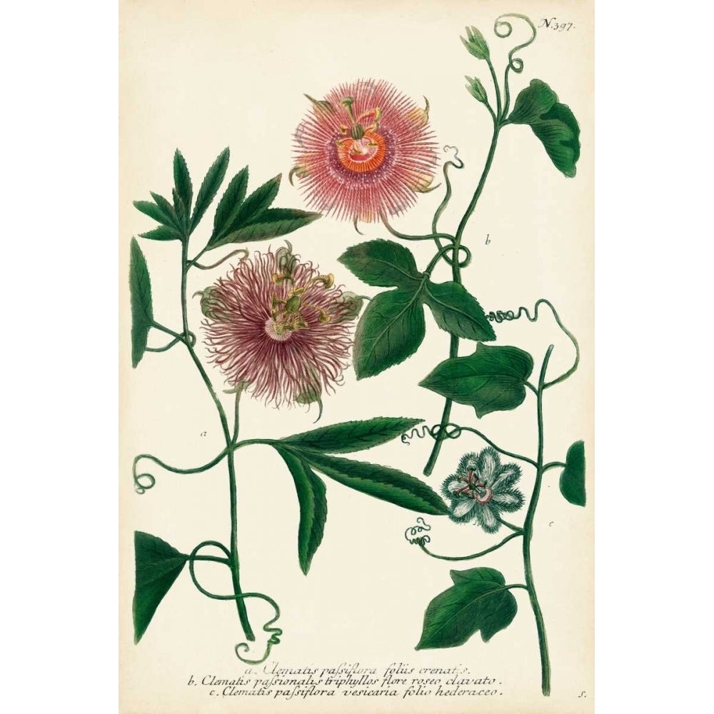 Antique Passion Flower I Poster Print - Weinmann-VARPDX145051Z Image 1