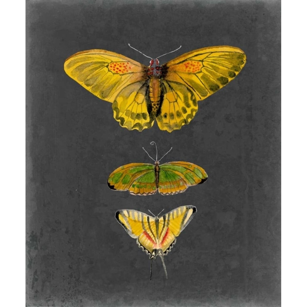 Butterflies on Slate I Poster Print - Naomi McCavitt-VARPDX145066Z Image 1